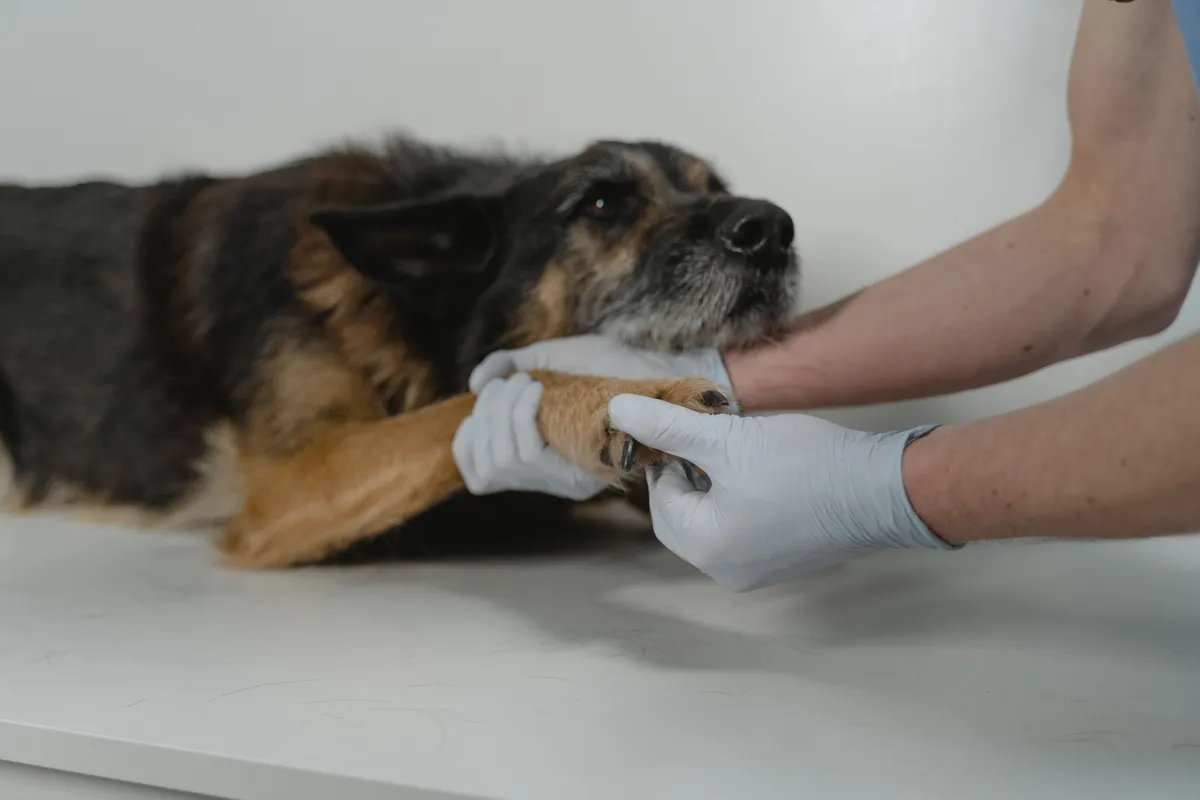 Gloved hands gently holding the paw of a calm German shepherd lying on an exam table