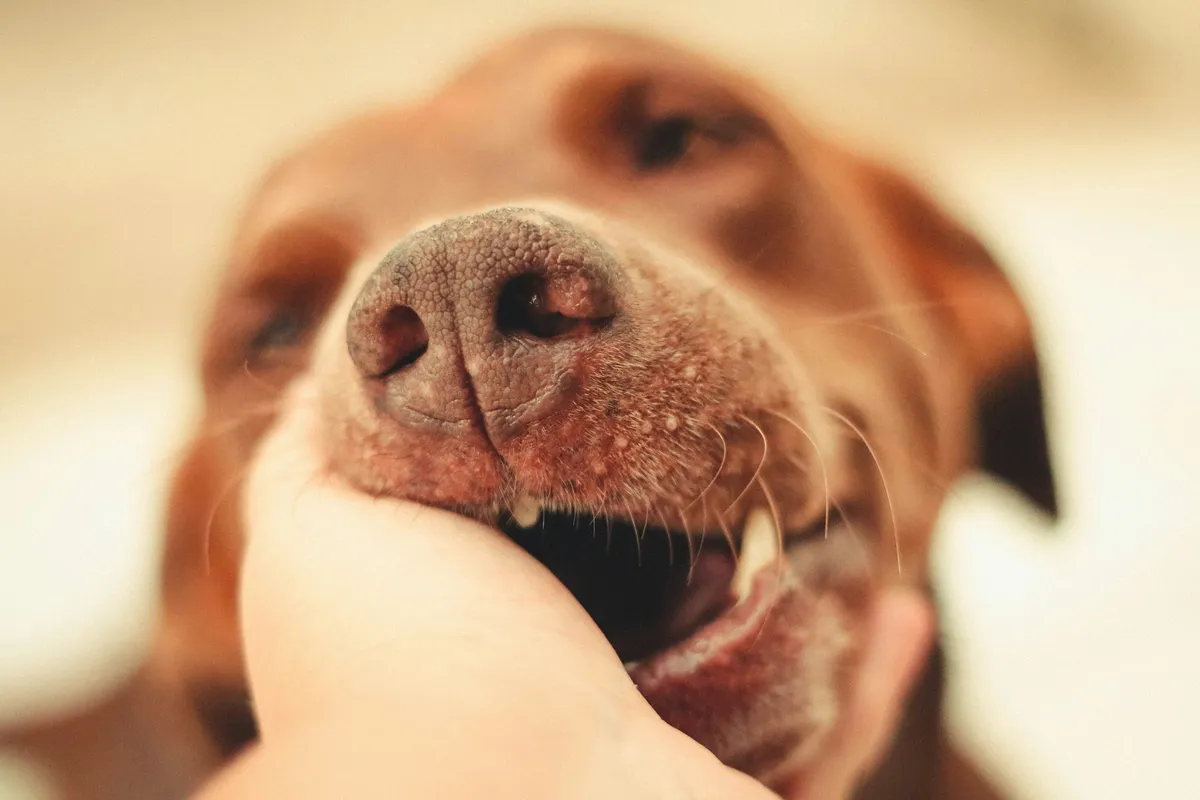 Close-up of a short-coated brown dog licking its nose against a warm, light background