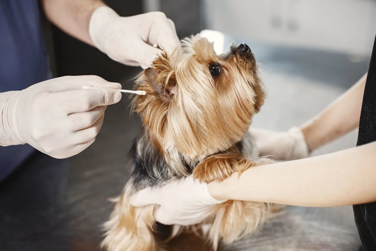 A veterinarian in gloves cleaning a Yorkshire terrier’s ear with a cotton swab