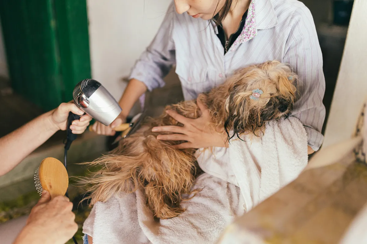 A small long-haired dog wrapped in a towel on a person’s lap, being gently dried and brushed