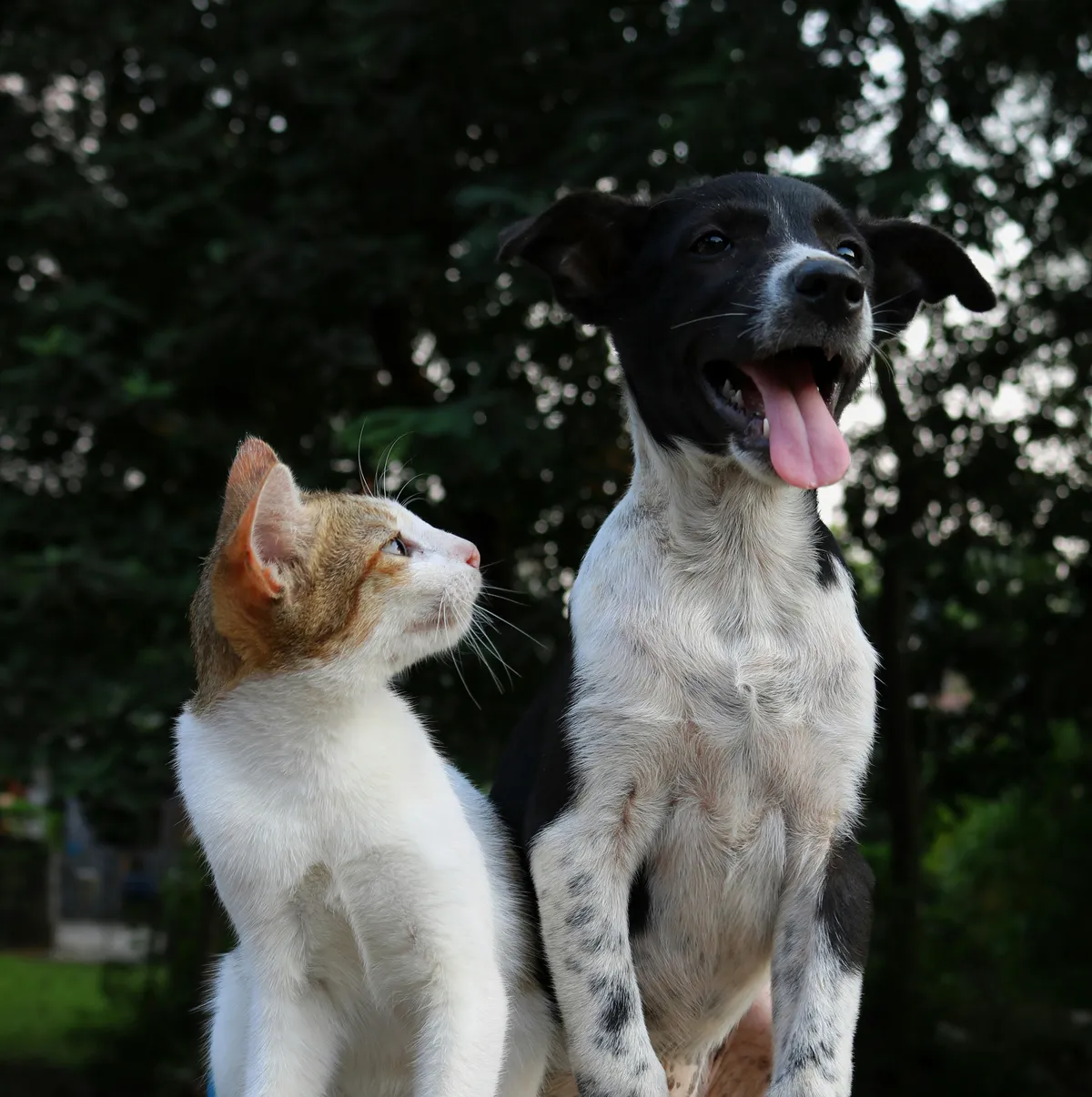 A dog and a cat sitting side by side, photographed in shallow focus with a softly blurred background