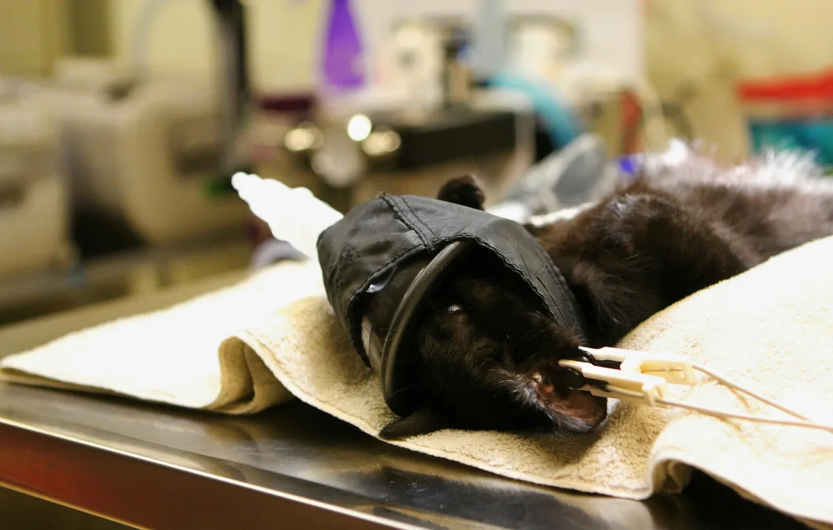 A cat lying quietly on a paper-covered table before a procedure
