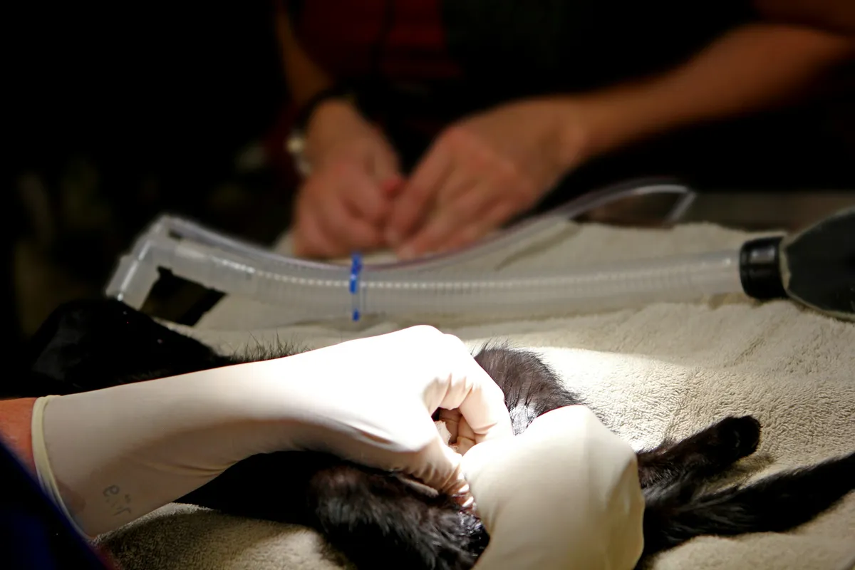 A cat resting on a white blanket while a veterinarian in surgical gloves works nearby