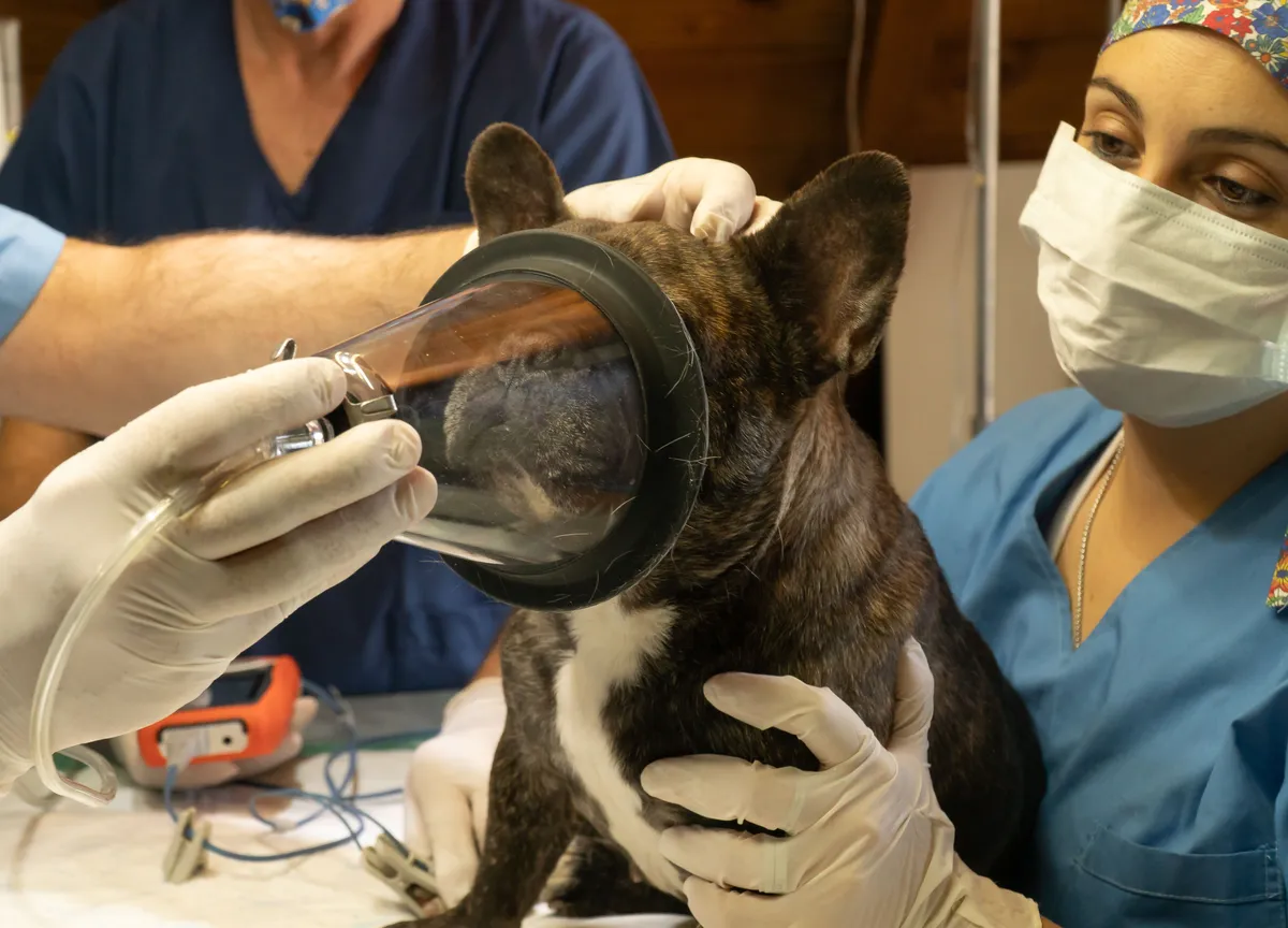 Two veterinary staff in scrubs holding a mask to a French bulldog on a treatment table