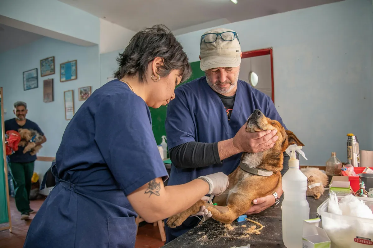 Two people in a room gently holding a calm dog on a table during a check-up