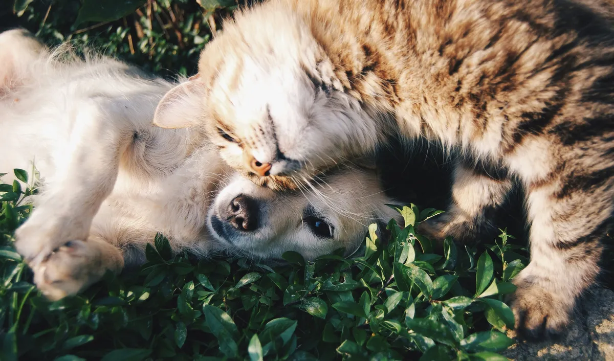 A white dog and a grey cat nuzzling each other on green grass